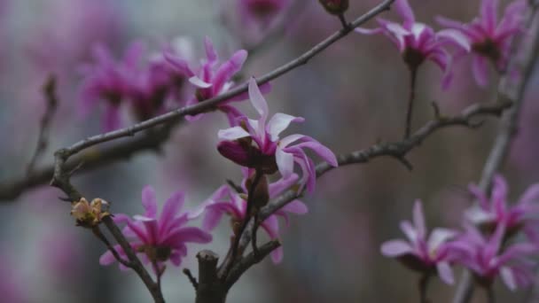 Ανθισμένη Μανόλια Την Άνοιξη Τουίγκς Λουλούδια Όμορφα Ροζ Λουλούδια Μανόλια — Αρχείο Βίντεο