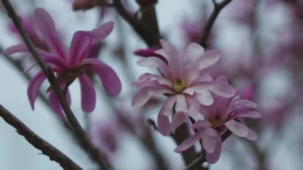 Magnolia Floreciente Primavera Ramitas Con Flores Hermosas Flores Magnolia Rosa — Vídeos de Stock