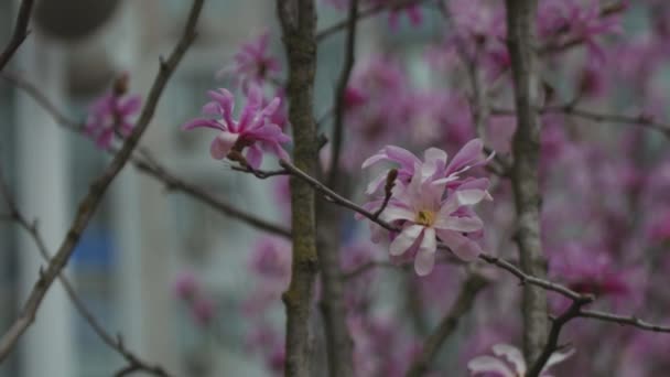 Ανθισμένη Μανόλια Την Άνοιξη Τουίγκς Λουλούδια Όμορφα Ροζ Λουλούδια Μανόλια — Αρχείο Βίντεο