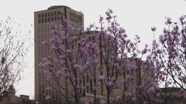 Baharda Çiçek Açan Manolya Çiçekli Dallar Yumuşak Işıkta Güzel Açık — Stok video