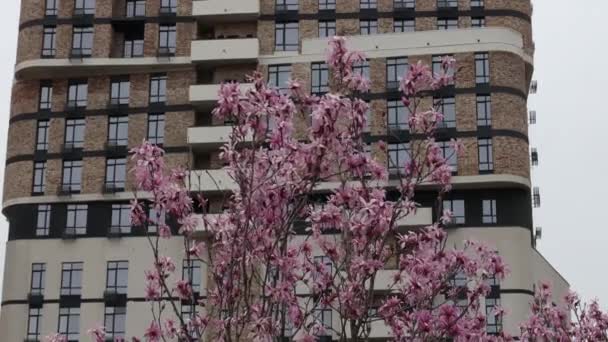 Magnólia Florescente Primavera Galhos Com Flores Lindas Flores Magnólia Rosa — Vídeo de Stock