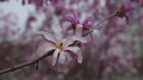 春に咲くマグノリア 花を持ったツイッグ 柔らかい光で美しい光のピンクのマグノリアの花 選択的な焦点 ウクライナ ダンプル市 春の美しさの個性化 — ストック動画