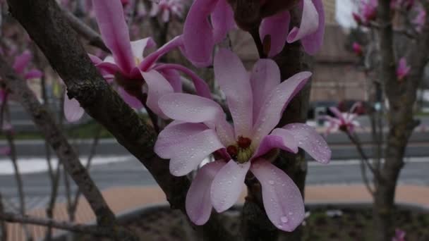 마그놀리아 꽃이있는 연약한 아름다운 분홍색 마그놀리아 선택적인 Dnepr 우크라이나 아름다움의 — 비디오