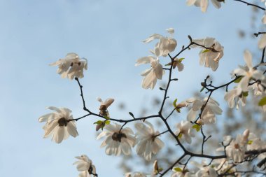 Baharda çiçek açan beyaz manolya. Çiçekli dallar. Yumuşak ışıkta güzel manolya çiçekleri. Seçici odaklanma. Dnepr şehri, Ukrayna. Bahar güzelliğinin kişileştirilmesi. Çiçek açmanın büyüsü