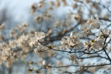 Baharda çiçek açan beyaz manolya. Çiçekli dallar. Yumuşak ışıkta güzel manolya çiçekleri. Seçici odaklanma. Dnepr şehri, Ukrayna. Bahar güzelliğinin kişileştirilmesi. Çiçek açmanın büyüsü