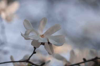 Blooming white magnolia in spring. Twigs with flowers. Beautiful magnolia flowers in soft light. Selective focus. Dnepr city, Ukraine. Personifications of spring beauty. The magic of blooming clipart