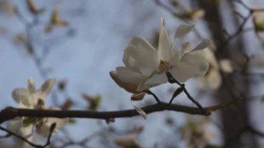 Baharda çiçek açan beyaz manolya. Çiçekli dallar. Yumuşak ışıkta güzel manolya çiçekleri. Seçici odaklanma. Dnepr şehri, Ukrayna. Bahar güzelliğinin kişileştirilmesi. Çiçek açmanın büyüsü