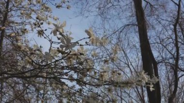 Baharda çiçek açan beyaz manolya. Çiçekli dallar. Yumuşak ışıkta güzel manolya çiçekleri. Seçici odaklanma. Dnepr şehri, Ukrayna. Bahar güzelliğinin kişileştirilmesi. Çiçek açmanın büyüsü
