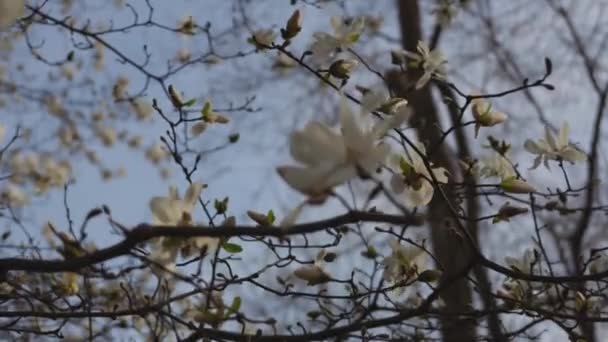 Blooming White Magnolia Spring Twigs Flowers Beautiful Magnolia Flowers Soft — Stock Video