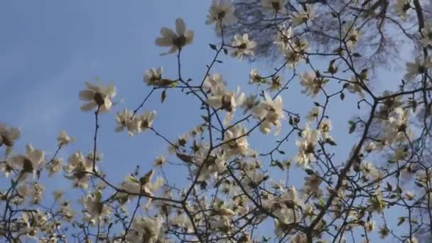 Baharda Çiçek Açan Beyaz Manolya Çiçekli Dallar Yumuşak Işıkta Güzel — Stok video