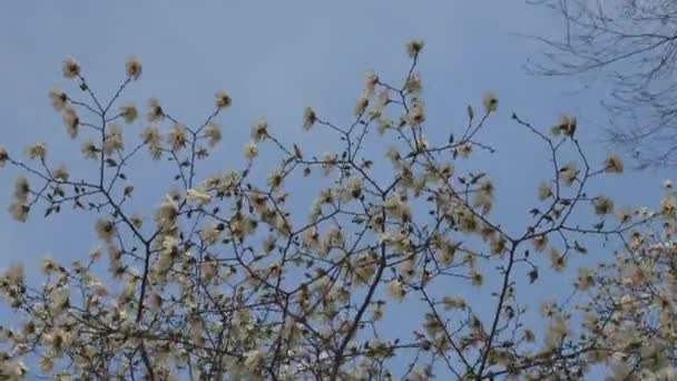 春天盛开的白色木兰花 有花的小枝 美丽的木兰花在柔和的光线下绽放 有选择的重点 乌克兰第聂伯市 春美的人格魅力 盛开的魔力 — 图库视频影像