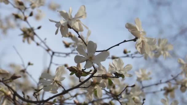 春に咲く白いマグノリア 花を持ったツイッグ 柔らかい光で美しいマグノリアの花 選択的な焦点 ウクライナ ダンプル市 春の美しさの個性化 ブルーミングの魔法 — ストック動画