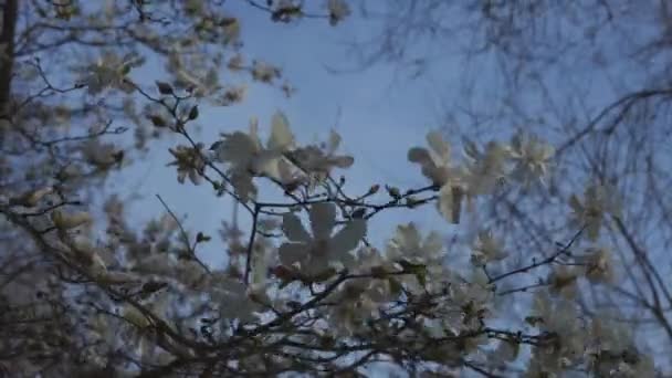 Цвіте Біла Магнолія Навесні Гілочки Квітами Красиві Квіти Магнолії Якому — стокове відео