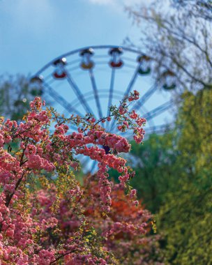 Zarif pembe sakura çiçek açmış. Mavi gökyüzüne karşı güzel yapraklar. Bahar doğası, çiçek, güzellik, makro. Ağaç dallarında parlak pembe çiçekler. Spring Park