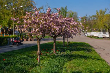 Zarif pembe sakura çiçek açmış. Mavi gökyüzüne karşı güzel yapraklar. Bahar doğası, çiçek, güzellik, makro. Ağaç dallarında parlak pembe çiçekler. Spring Park