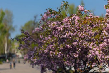 Zarif pembe sakura çiçek açmış. Mavi gökyüzüne karşı güzel yapraklar. Bahar doğası, çiçek, güzellik, makro. Ağaç dallarında parlak pembe çiçekler. Spring Park