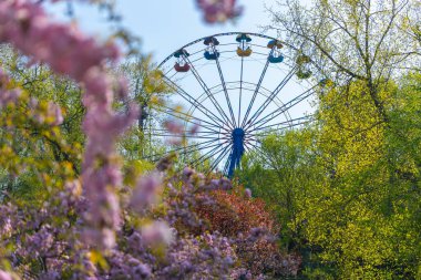Zarif pembe sakura çiçek açmış. Mavi gökyüzüne karşı güzel yapraklar. Bahar doğası, çiçek, güzellik, makro. Ağaç dallarında parlak pembe çiçekler. Spring Park