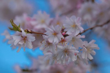 Zarif pembe sakura çiçek açmış. Mavi gökyüzüne karşı güzel yapraklar. Bahar doğası, çiçek, güzellik, makro. Ağaç dallarında parlak pembe çiçekler. Spring Park
