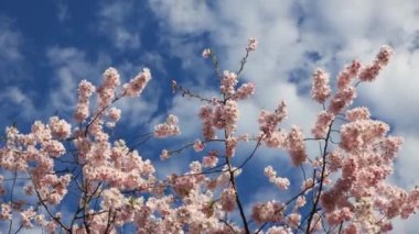 Zarif pembe sakura çiçek açmış. Mavi gökyüzüne karşı güzel yapraklar. Bahar doğası, çiçek, güzellik, makro. Ağaç dallarında parlak pembe çiçekler. Spring Park