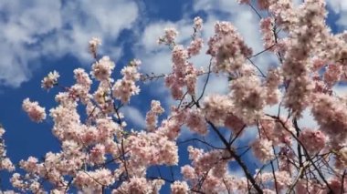 Zarif pembe sakura çiçek açmış. Mavi gökyüzüne karşı güzel yapraklar. Bahar doğası, çiçek, güzellik, makro. Ağaç dallarında parlak pembe çiçekler. Spring Park