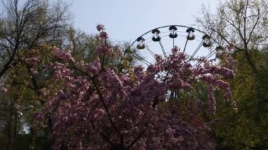 Zarif pembe sakura çiçek açmış. Mavi gökyüzüne karşı güzel yapraklar. Bahar doğası, çiçek, güzellik, makro. Ağaç dallarında parlak pembe çiçekler. Spring Park