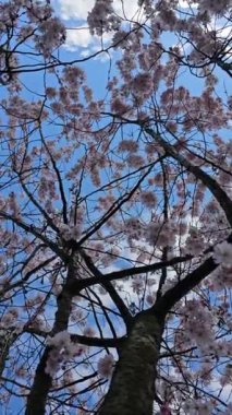 Zarif pembe sakura çiçek açmış. Mavi gökyüzüne karşı güzel yapraklar. Bahar doğası, çiçek, güzellik, makro. Ağaç dallarında parlak pembe çiçekler. Spring Park