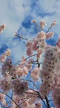 Zarif pembe sakura çiçek açmış. Mavi gökyüzüne karşı güzel yapraklar. Bahar doğası, çiçek, güzellik, makro. Ağaç dallarında parlak pembe çiçekler. Spring Park