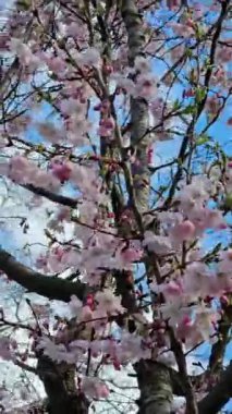 Zarif pembe sakura çiçek açmış. Mavi gökyüzüne karşı güzel yapraklar. Bahar doğası, çiçek, güzellik, makro. Ağaç dallarında parlak pembe çiçekler. Spring Park