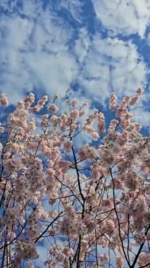 Zarif pembe sakura çiçek açmış. Mavi gökyüzüne karşı güzel yapraklar. Bahar doğası, çiçek, güzellik, makro. Ağaç dallarında parlak pembe çiçekler. Spring Park