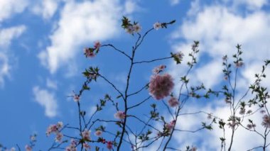 Zarif pembe sakura çiçek açmış. Mavi gökyüzüne karşı güzel yapraklar. Bahar doğası, çiçek, güzellik, makro. Ağaç dallarında parlak pembe çiçekler. Spring Park