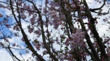 Zarif pembe sakura çiçek açmış. Mavi gökyüzüne karşı güzel yapraklar. Bahar doğası, çiçek, güzellik, makro. Ağaç dallarında parlak pembe çiçekler. Spring Park