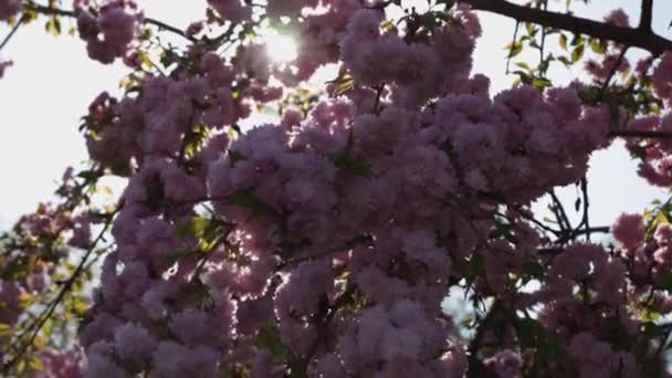 Delicado Sakura Rosa Plena Floración Hermosos Pétalos Contra Cielo Azul — Vídeo de stock