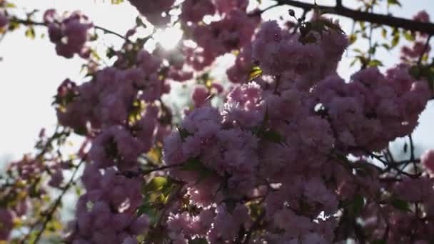 섬세한 분홍색 사쿠라가 만발합니다 하늘에 아름다움 매크로 가지에 꽃입니다 — 비디오