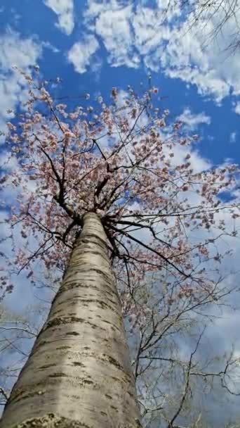 Delicate Pink Sakura Full Bloom Beautiful Petals Blue Sky Spring — Stock Video