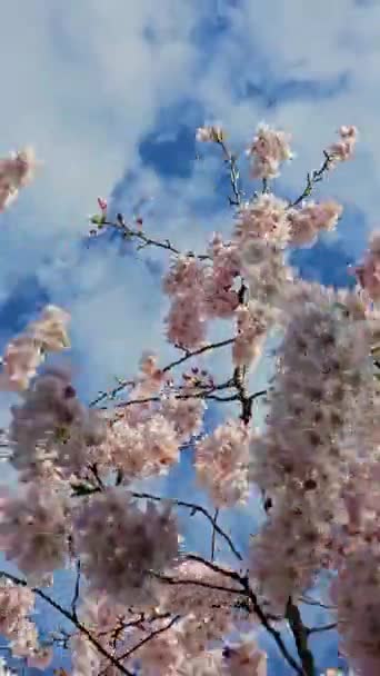 Sakura Merah Muda Delicate Dalam Mekar Penuh Indah Kelopak Terhadap — Stok Video