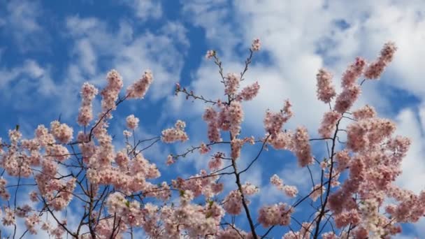 Delicata Sakura Rosa Piena Fioritura Bellissimi Petali Contro Cielo Blu — Video Stock