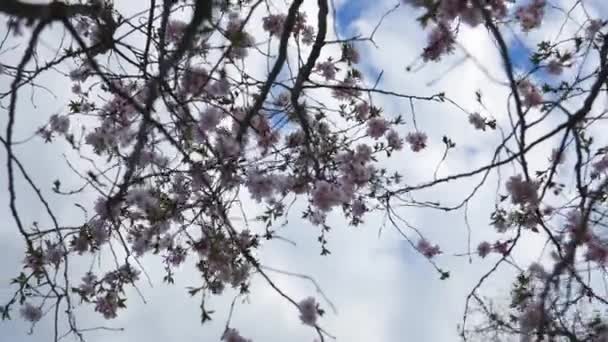 Délicate Sakura Rose Pleine Floraison Beaux Pétales Contre Ciel Bleu — Video