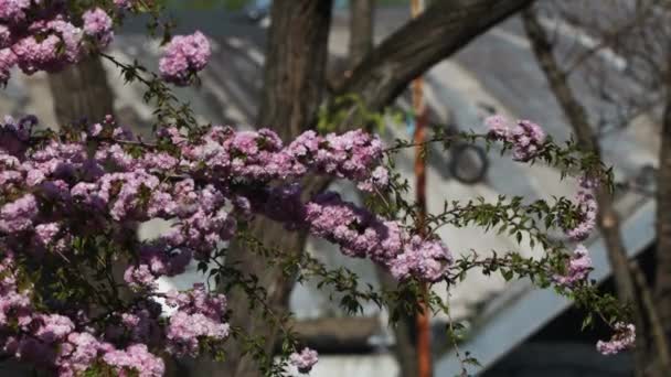 Jemná Růžová Sakura Plném Květu Krásné Okvětní Lístky Proti Modré — Stock video