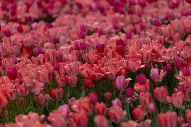 Renkli laleler tarlası. Şehirde bahar çiçekleri açar. Bahar parkının kalbinde çiçek gösterisi. Yakın plan. Macro, fotoğrafçılığa odaklan. Duvar Kağıdı