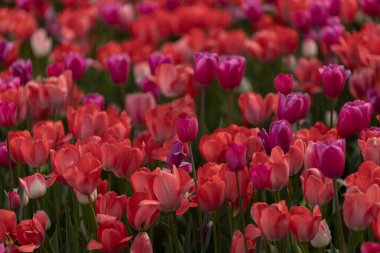 Renkli laleler tarlası. Şehirde bahar çiçekleri açar. Bahar parkının kalbinde çiçek gösterisi. Yakın plan. Macro, fotoğrafçılığa odaklan. Duvar Kağıdı