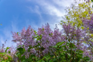 Çiçek açan leylak dalından leylak çalısı. Güzel buket. Seçici odaklanma. Bahar leylağı çalılarının parlak çiçekleri. Bahar leylak çiçekleri yakın plan. Çiçek açan güzel bir çiçeğin filizi.