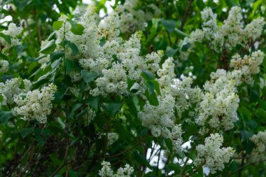 Çiçek açan leylak dalından leylak çalısı. Güzel buket. Seçici odaklanma. Bahar leylağı çalılarının parlak çiçekleri. Bahar leylak çiçekleri yakın plan. Çiçek açan güzel bir çiçeğin filizi.