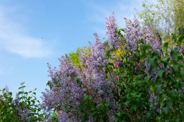 Çiçek açan leylak dalından leylak çalısı. Güzel buket. Seçici odaklanma. Bahar leylağı çalılarının parlak çiçekleri. Bahar leylak çiçekleri yakın plan. Çiçek açan güzel bir çiçeğin filizi.