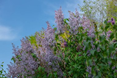 Çiçek açan leylak dalından leylak çalısı. Güzel buket. Seçici odaklanma. Bahar leylağı çalılarının parlak çiçekleri. Bahar leylak çiçekleri yakın plan. Çiçek açan güzel bir çiçeğin filizi.
