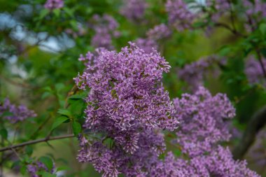 Çiçek açan leylak dalından leylak çalısı. Güzel buket. Seçici odaklanma. Bahar leylağı çalılarının parlak çiçekleri. Bahar leylak çiçekleri yakın plan. Çiçek açan güzel bir çiçeğin filizi.