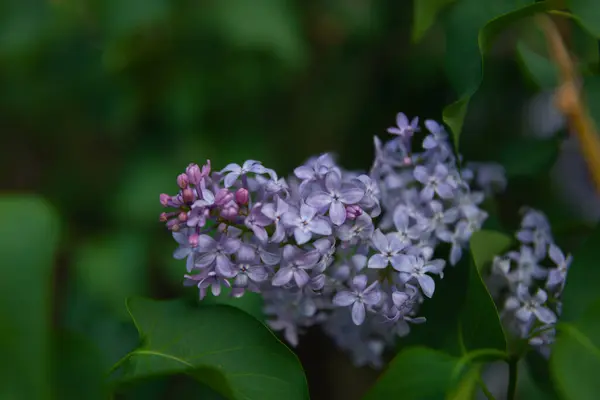 stock image Lilac bush Spring branch of blooming lilac. Beautiful bouquet. Selective focus. Bright flowers of a spring lilac bush. Spring lilac flowers close-up. A sprig of a beautiful varietal blooming flower