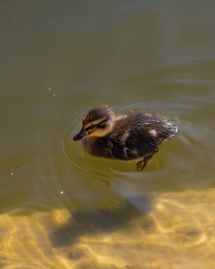 Güneşli bir günde bir ördek yavrusuyla gölet boyunca yüzer. Bir grup ördek yavrusu. Yakın plan. Doğa Ekran Koruyucusu.