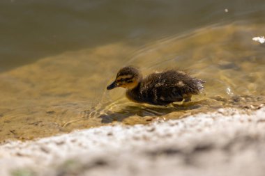 Güneşli bir günde bir ördek yavrusuyla gölet boyunca yüzer. Bir grup ördek yavrusu. Yakın plan. Doğa Ekran Koruyucusu.