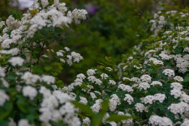Spiraea Wangutta 'nın narin beyaz çiçekleri. Güzel, soyut doğa arkaplanı. Ailenin süs eşyası. Ev çiçeği yatağı.