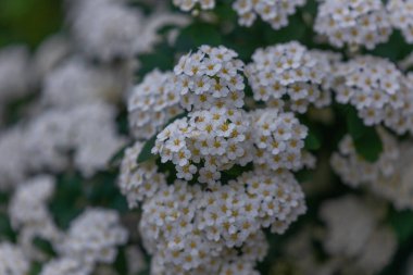 Delicate white flowers of Spiraea Wangutta. Beautiful flower abstract nature background. Ornamental shrub of the family. Home flower bed. clipart